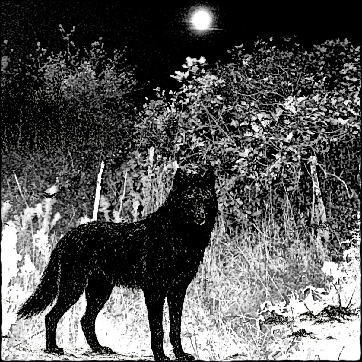 Raw Black Metal - Full Moon over the Frozen Forest CD